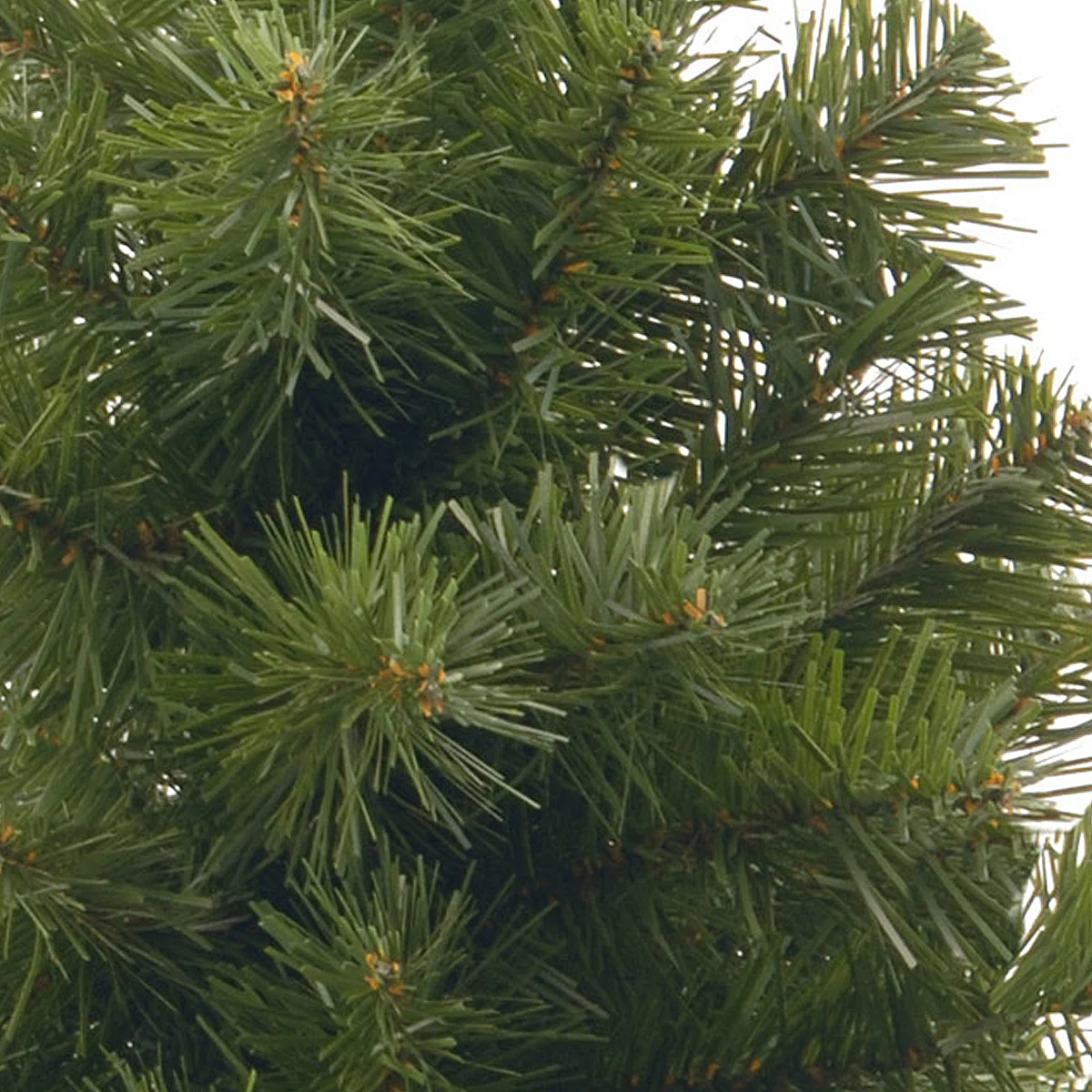 2 ft. Noble Spruce Tree - Image 3