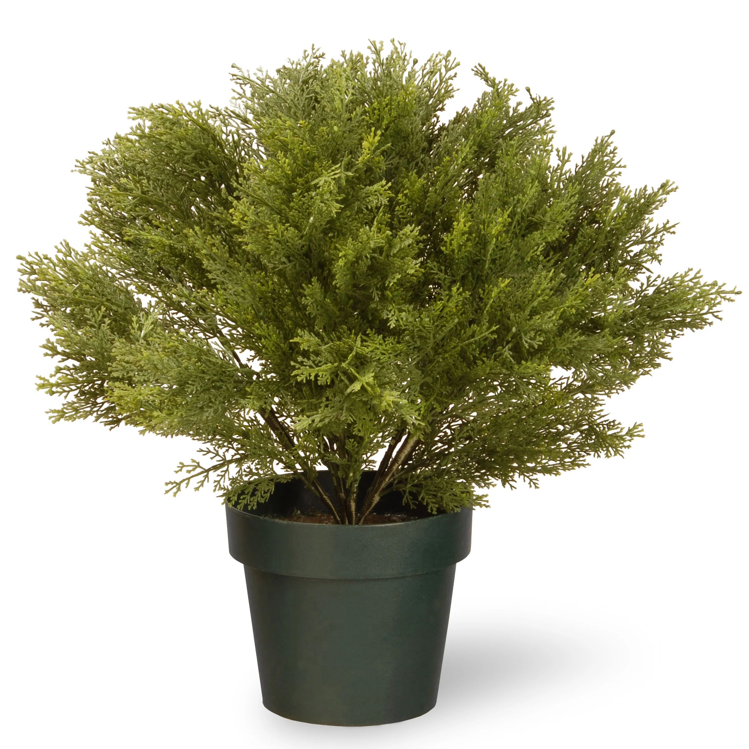 22 in. Globe Cedar Tree with Dark Green Round Growers Pot