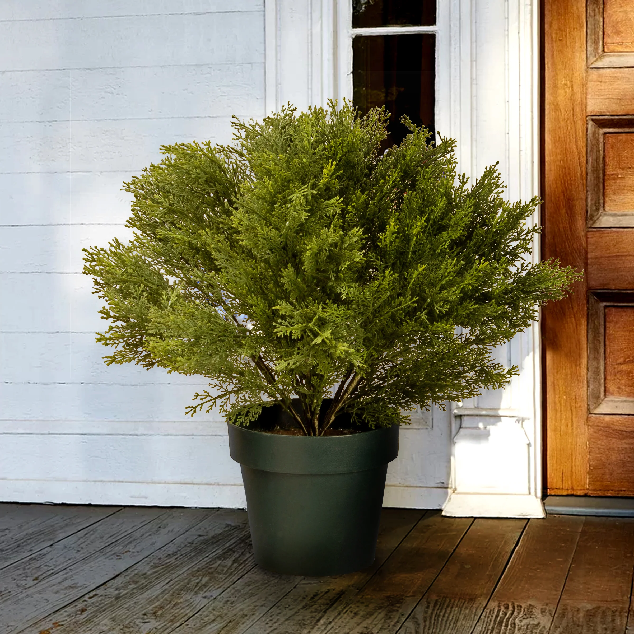 22 in. Globe Cedar Tree with Dark Green Round Growers Pot - Image 2