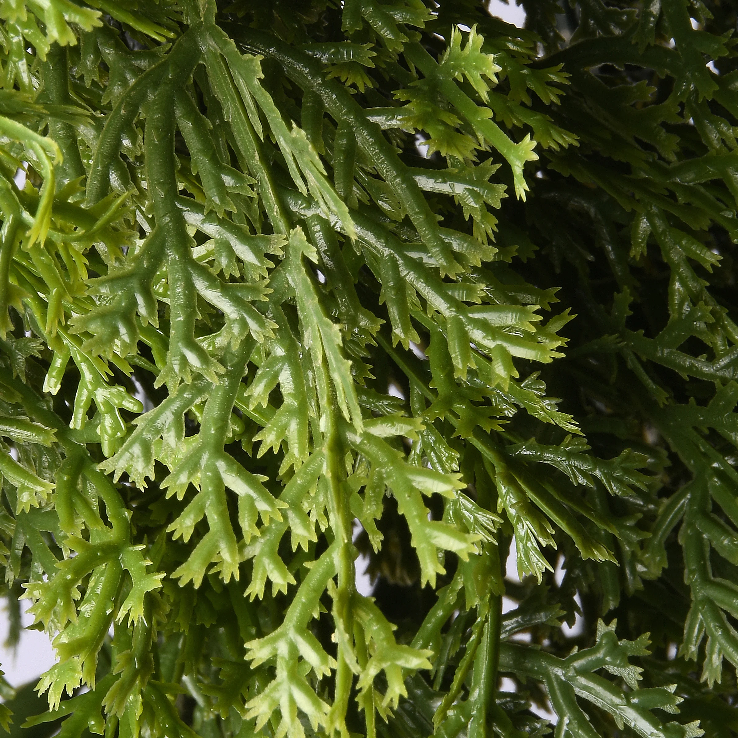 24 in. Arborvitae Wreath - Image 4