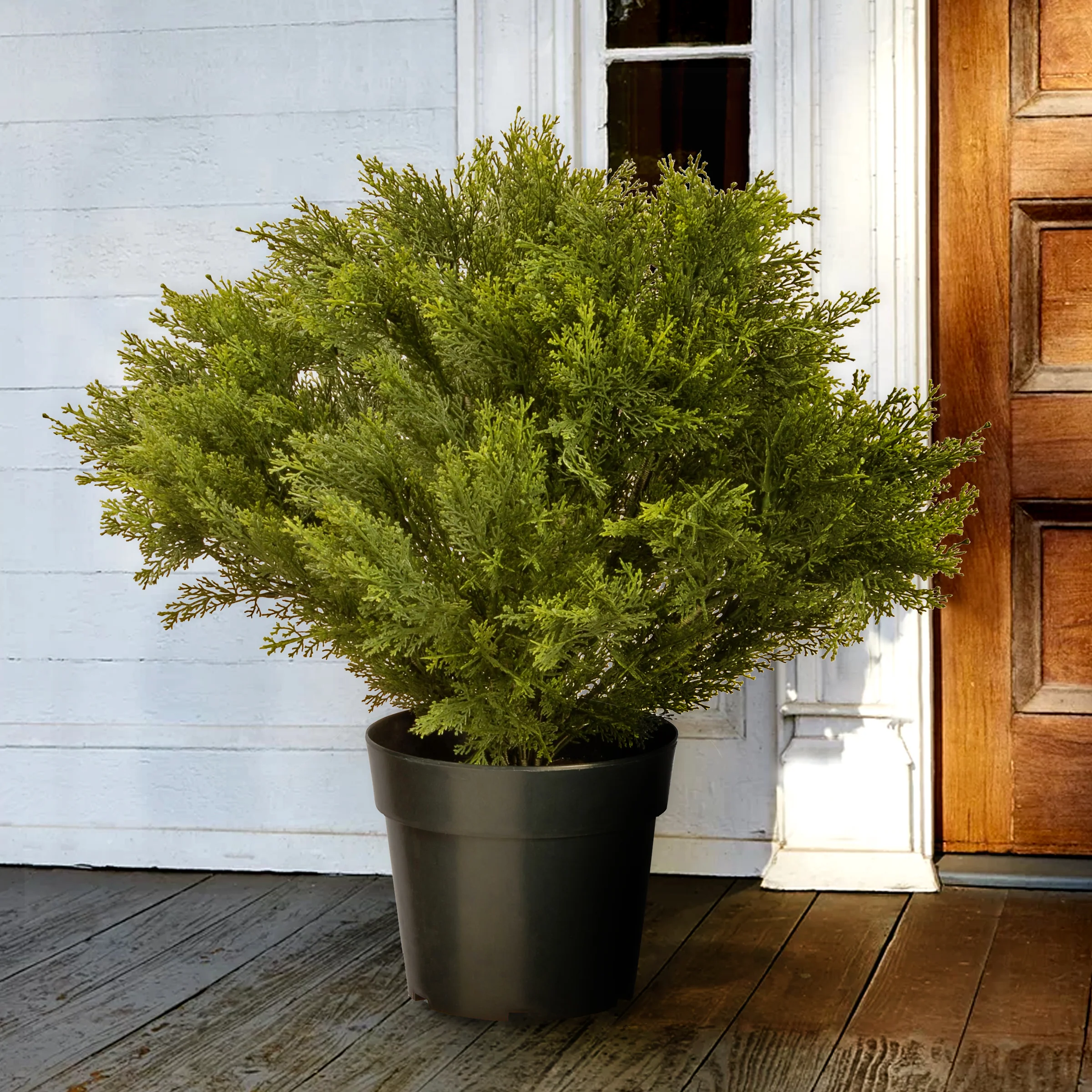 26 in. Globe Cedar Topiary Tree - Image 2