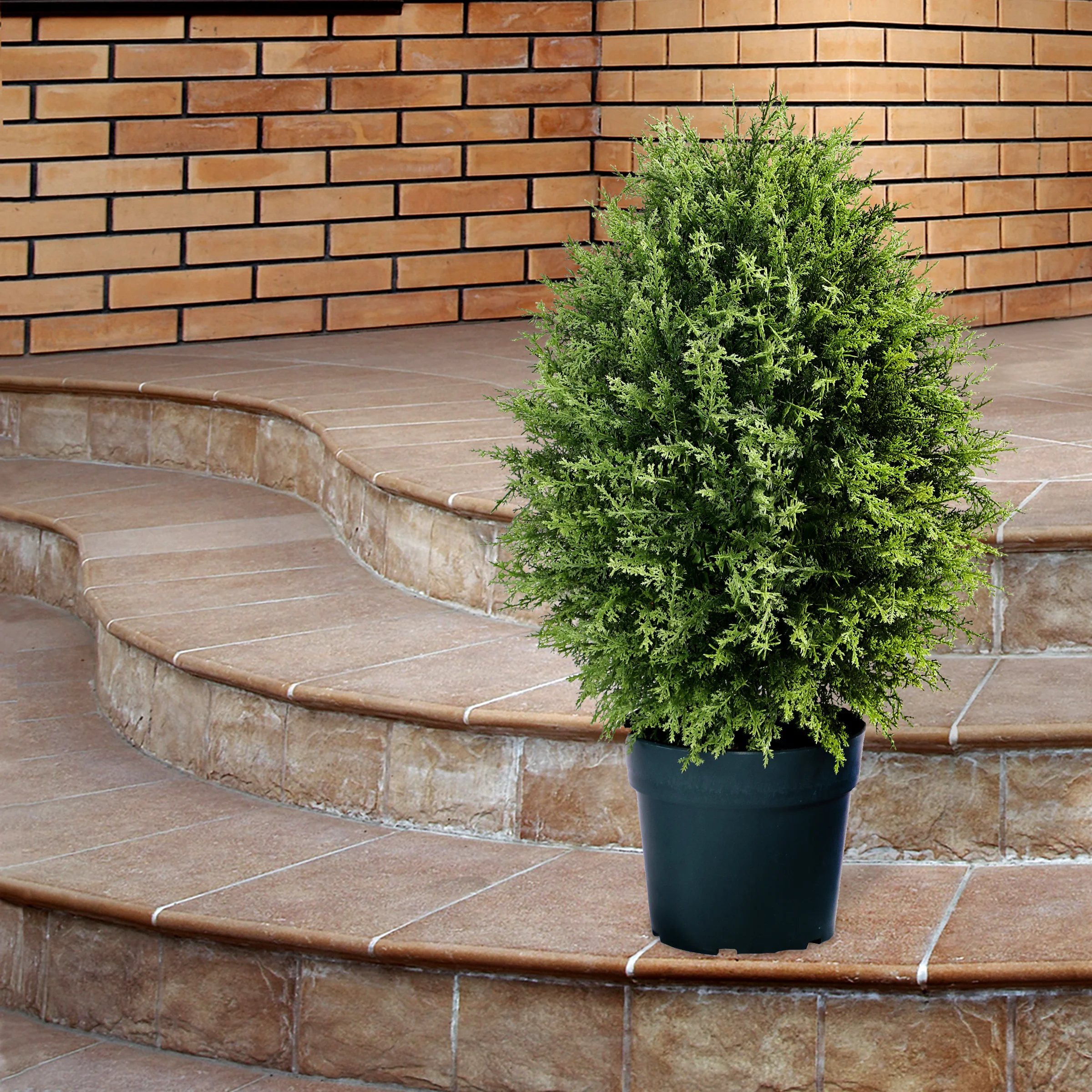 30" Cypress Tree - Image 2