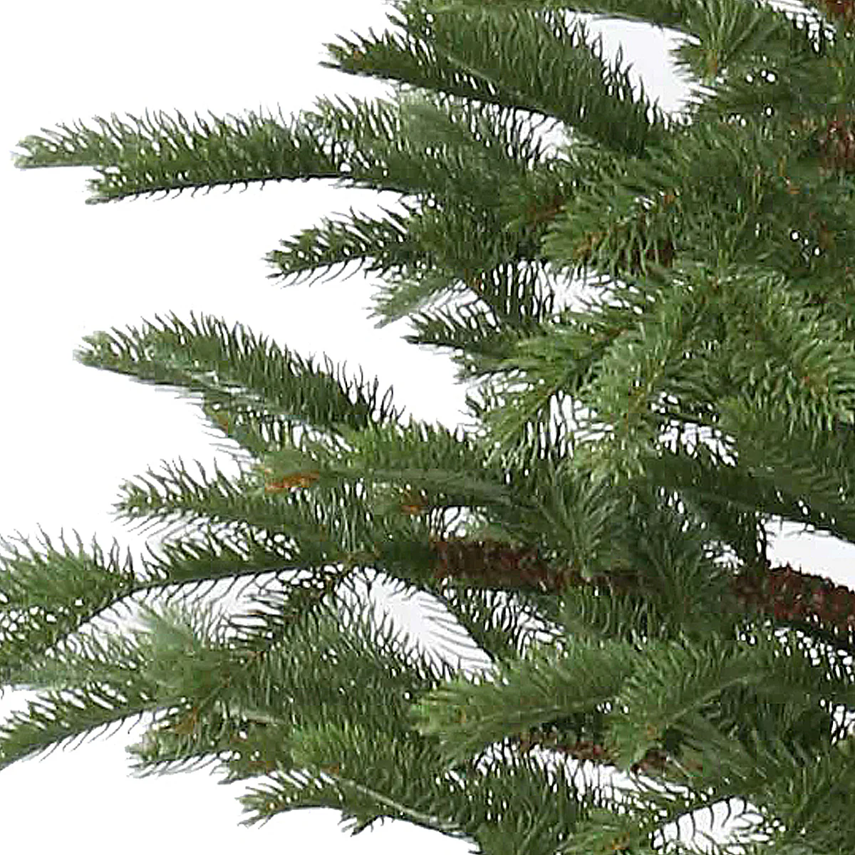 4 ft. Norwegian Spruce Tree - Image 3