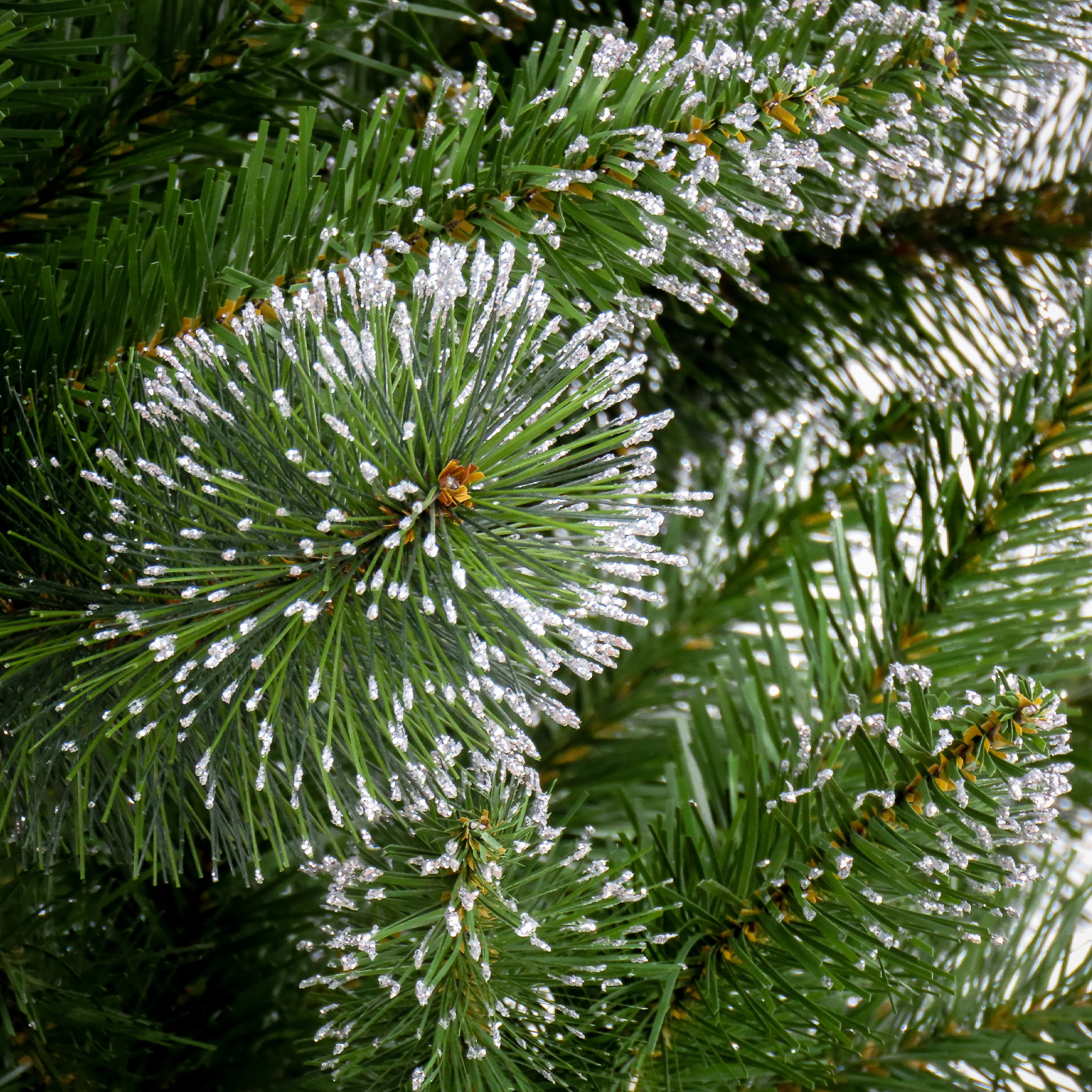6 ft. Snowy Sierra Spruce Tree - Image 3
