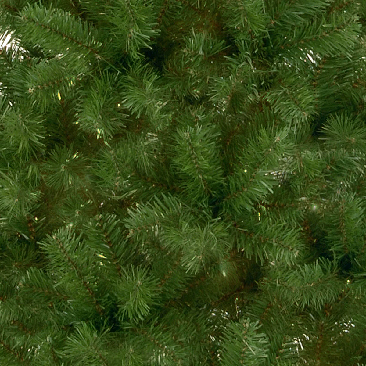 7.5 ft. Canadian Fir Tree - Image 3