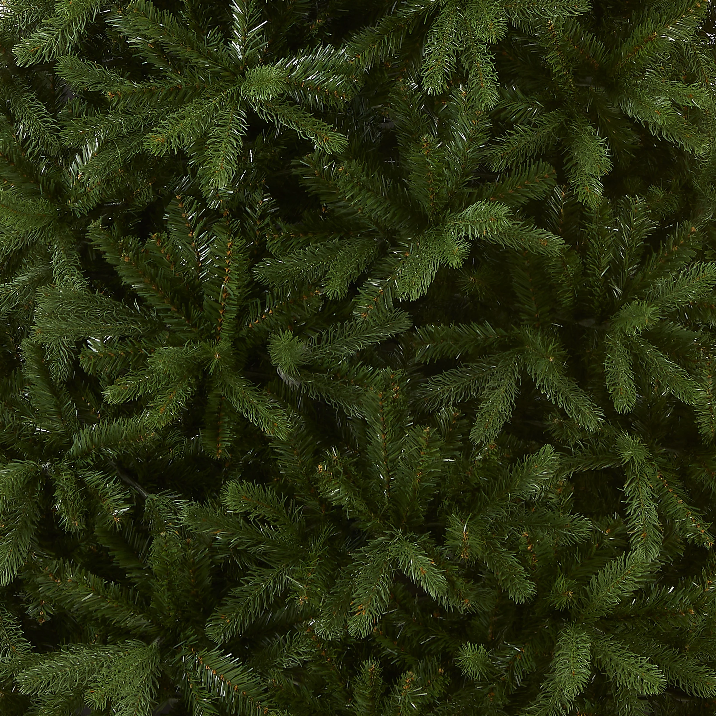 7.5 ft. Newberry Spruce Tree - Image 3