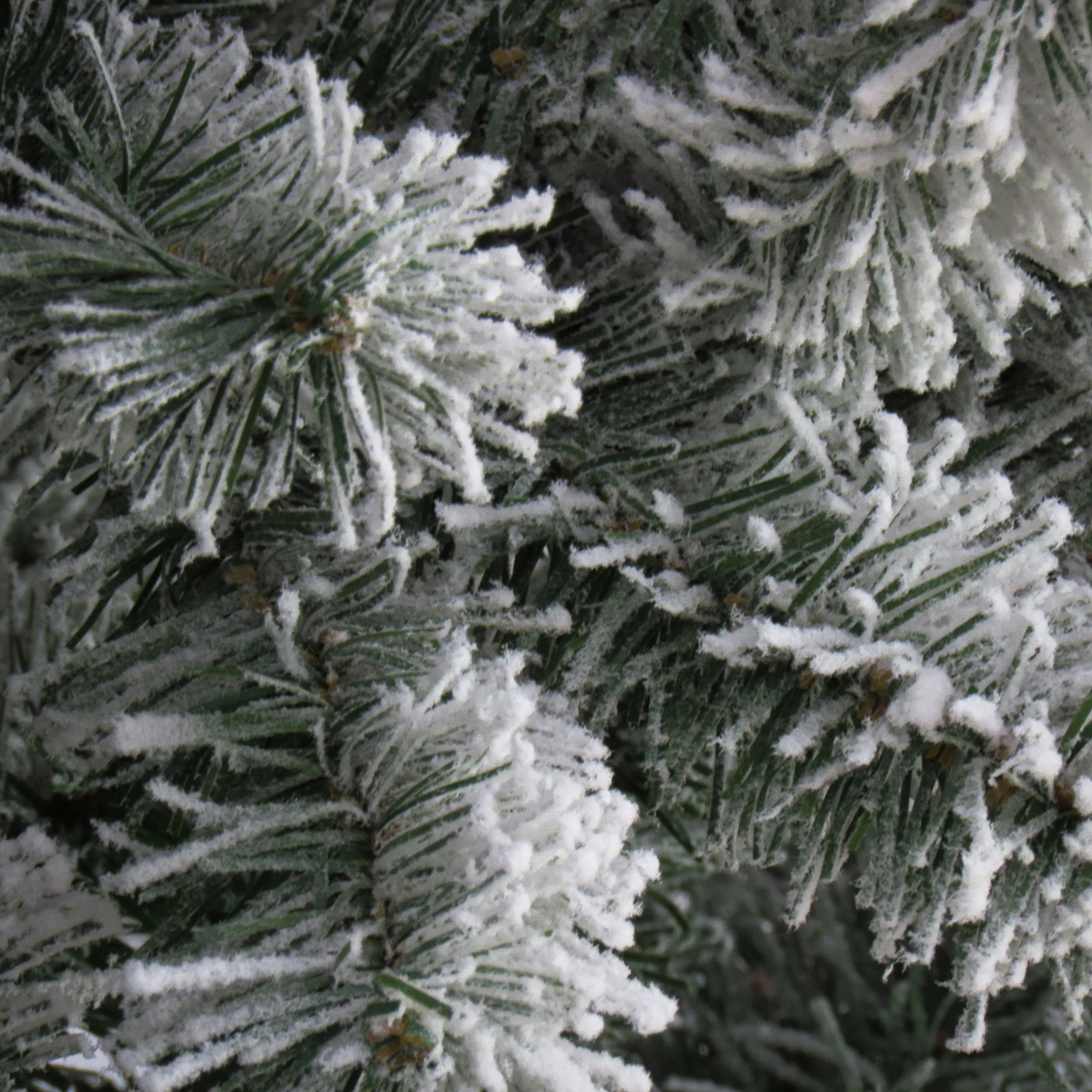 7.5 ft. North Valley Spruce Tree with Snow Dusted Braches - Image 3