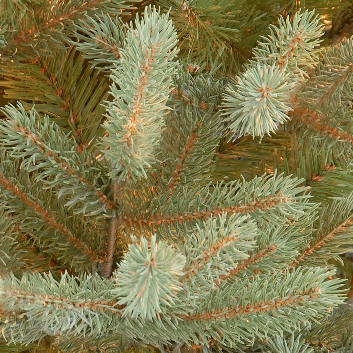 7.5 ft. Norway Fir Tree - Image 8