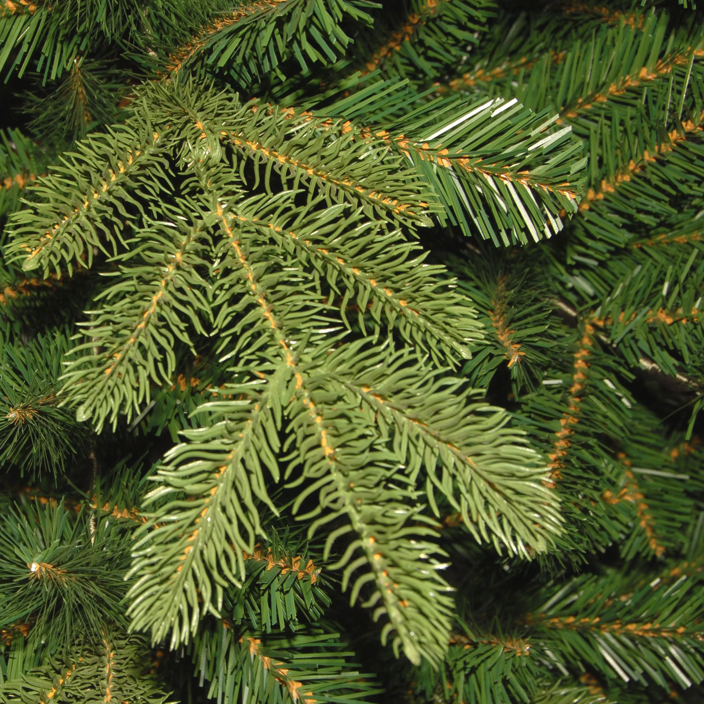 7.5 ft. Norwegian Spruce Tree - Image 3