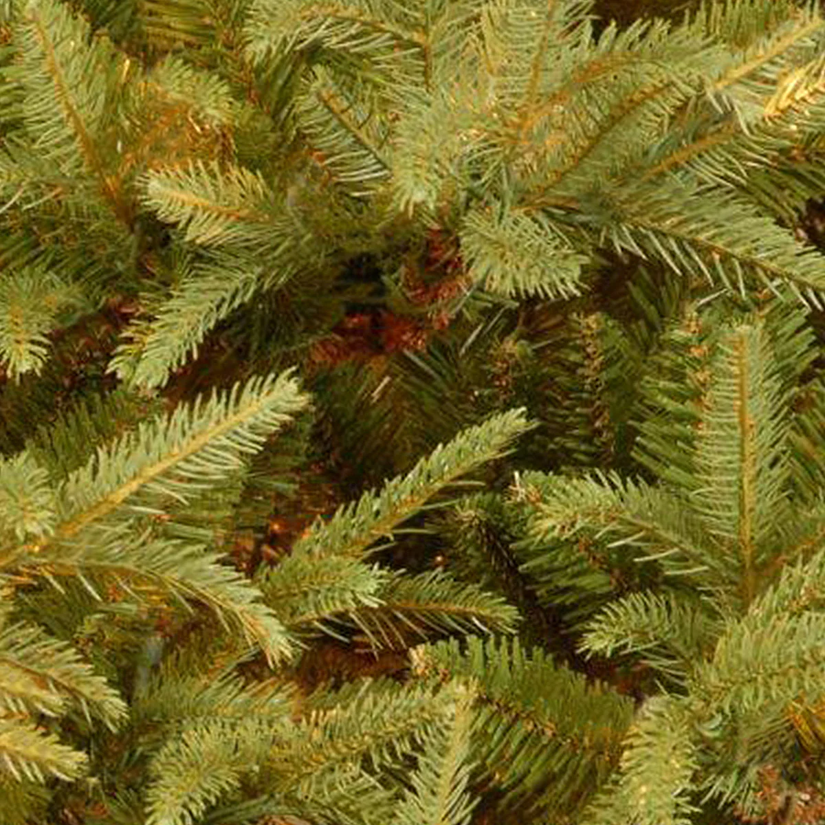 7 ft. Fraser Grande Fir Tree - Image 3
