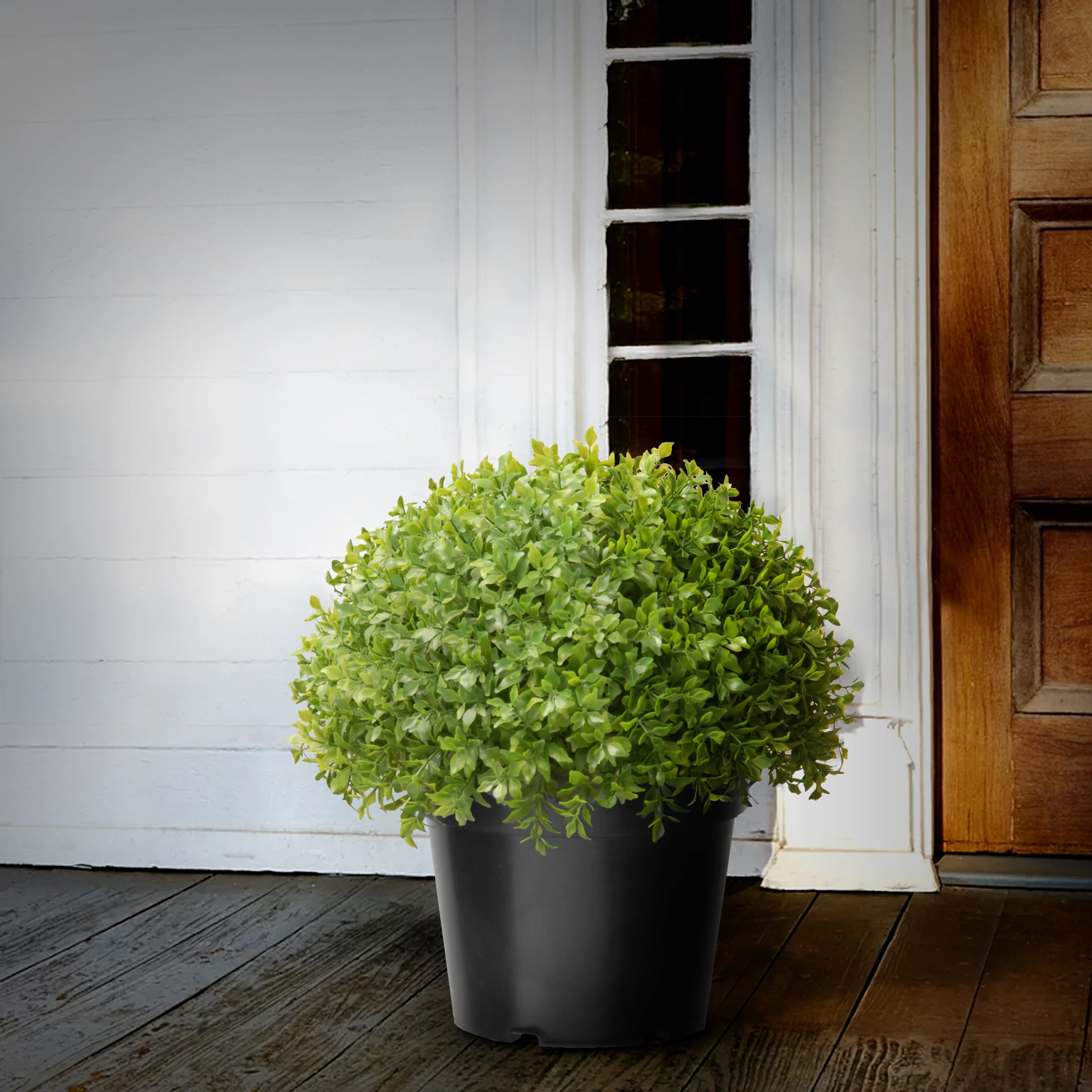 13 in. Globe Japanese Holly Bush topiary in a Dark Green Round Growers Pot - Image 2