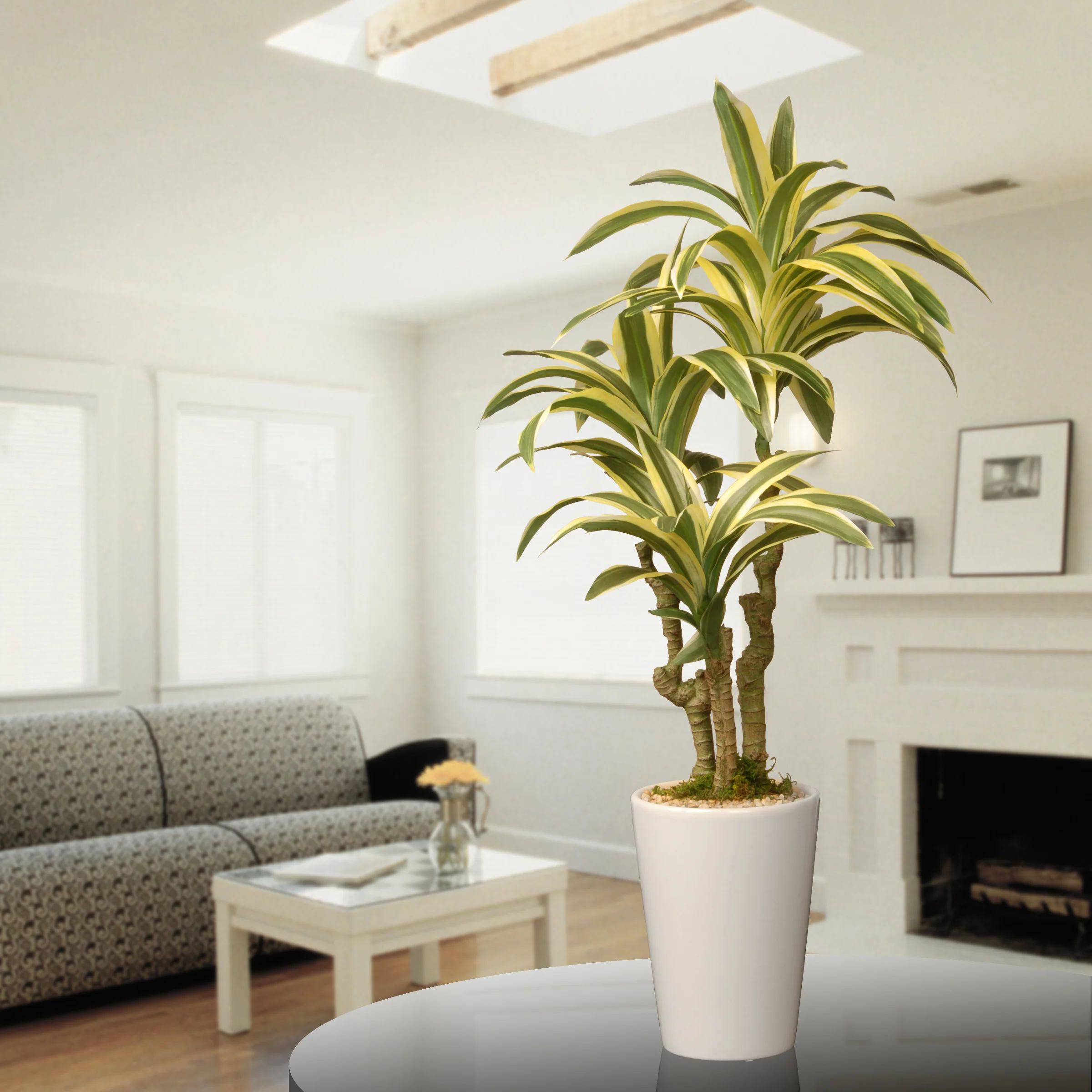 21 in. Spring Dracaena Potted Plant Decoration in a White Ceramic Pot Base - Image 2