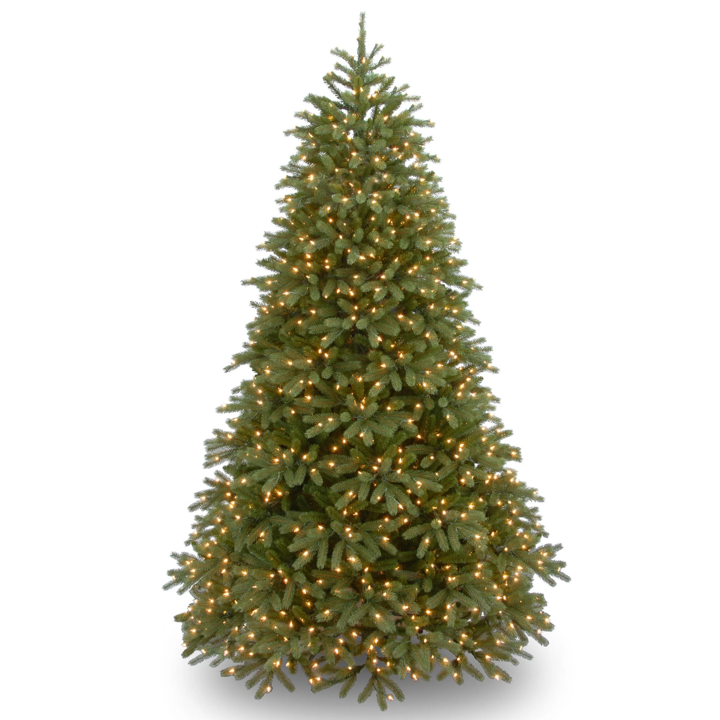 Jersey Fraser Fir Medium Trees - Image 3