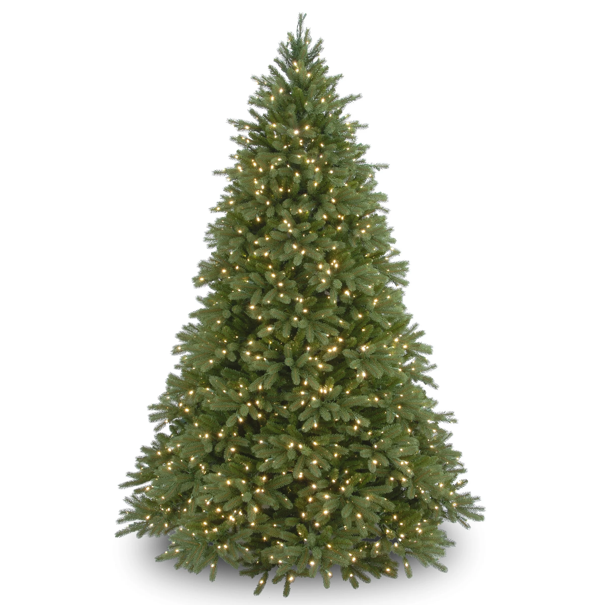 Jersey Fraser Fir Trees - Image 4
